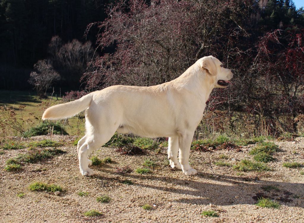 Pongo Des Montagnes Du Gévaudan