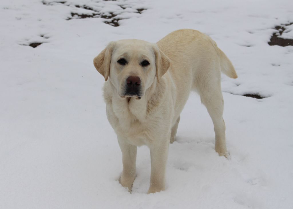 bloomwood Snow queen