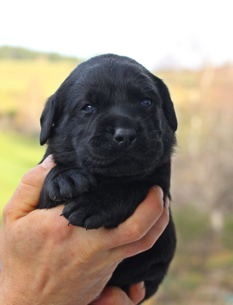 MDG Labs - Chiot disponible  - Labrador Retriever