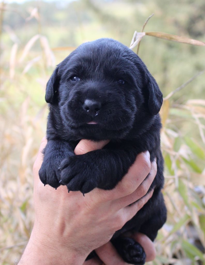 MDG Labs - Chiot disponible  - Labrador Retriever