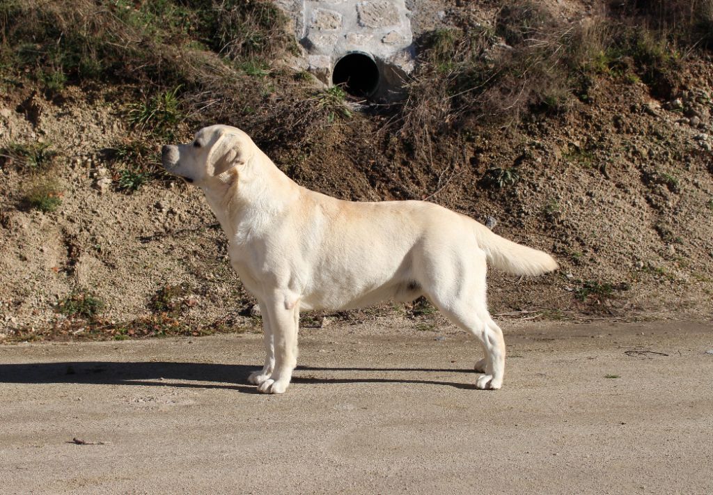 Pongo Des Montagnes Du Gévaudan