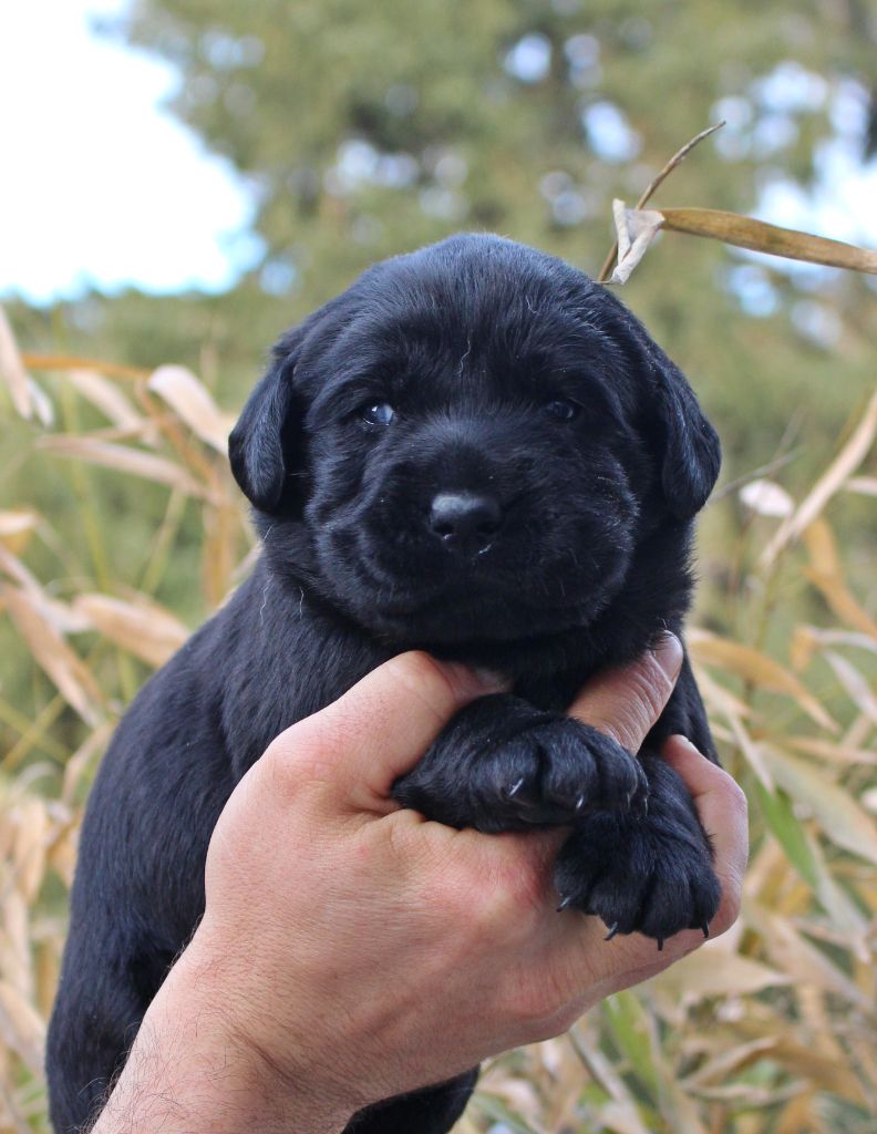 MDG Labs - Chiots disponibles - Labrador Retriever