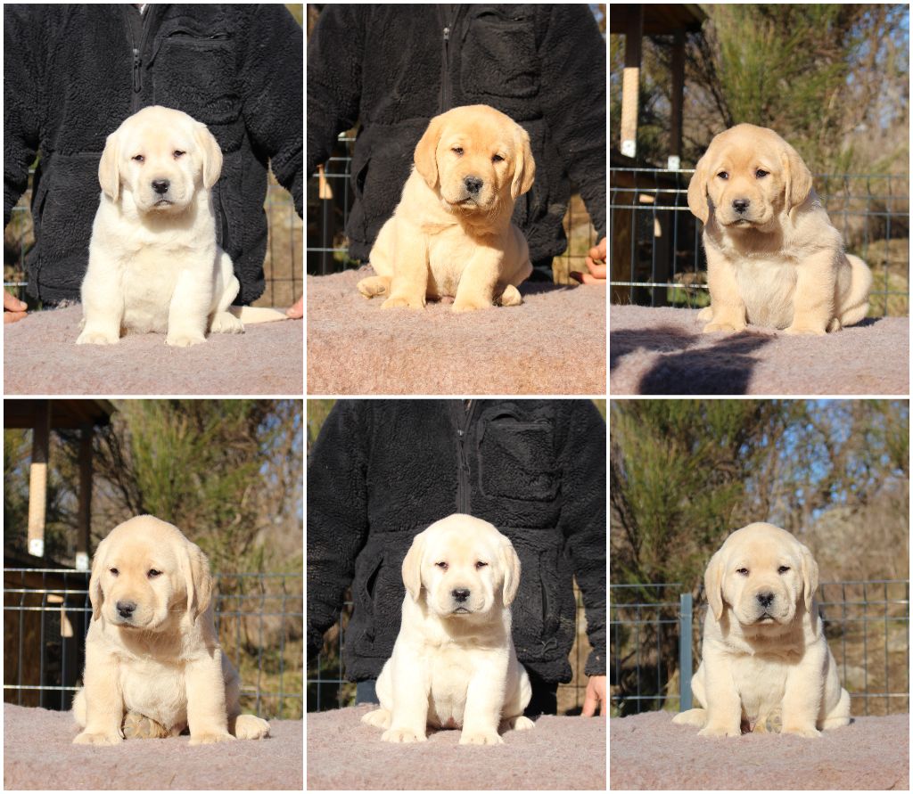 Chiot Labrador Retriever MDG Labs