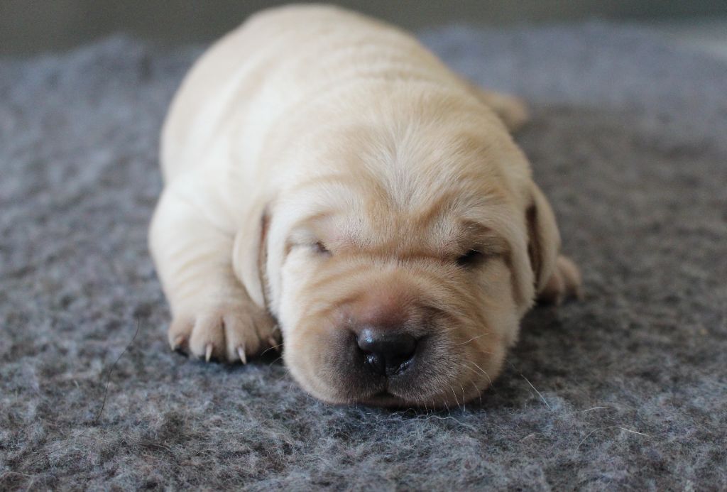 MDG Labs - Chiots disponibles - Labrador Retriever