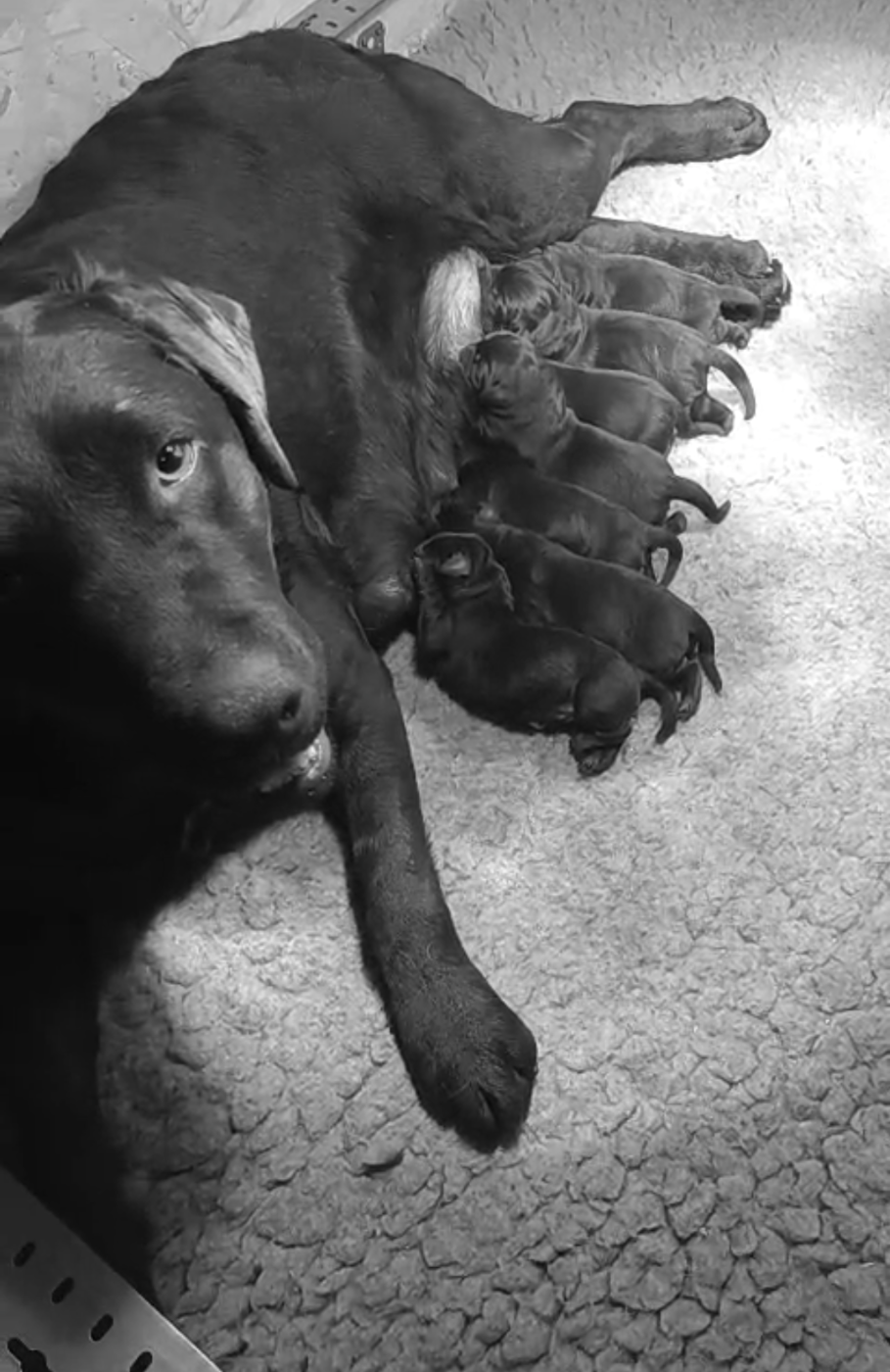 MDG Labs - Labrador Retriever - Portée née le 07/02/2026