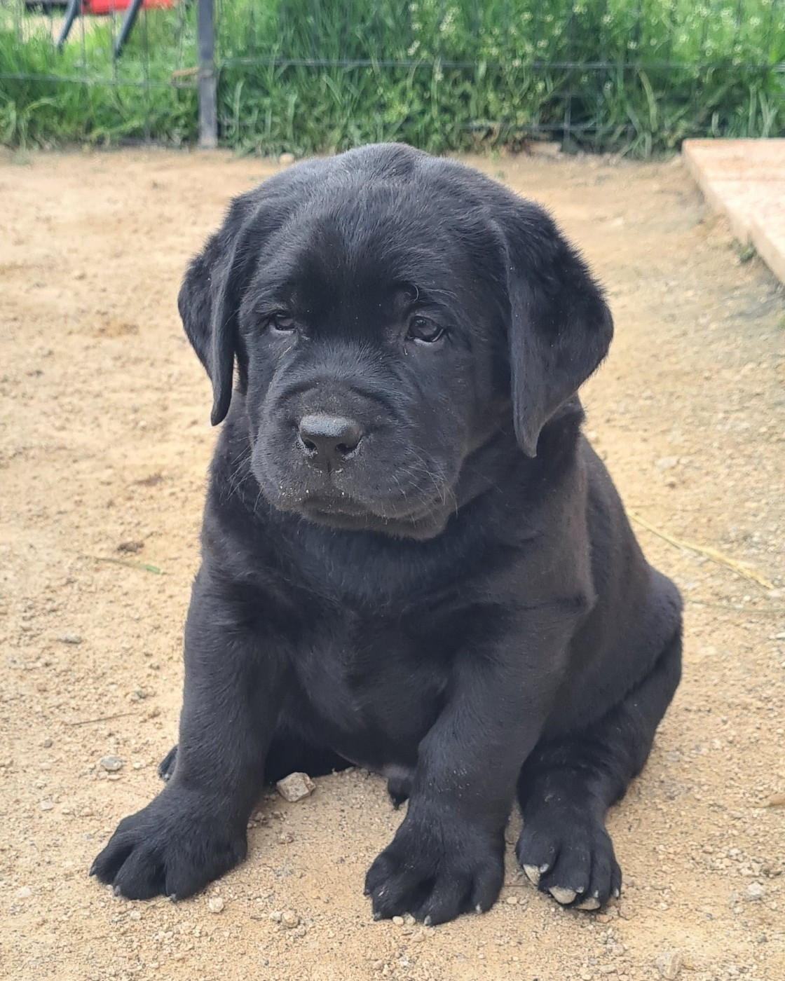 MDG Labs - Chiots disponibles - Labrador Retriever