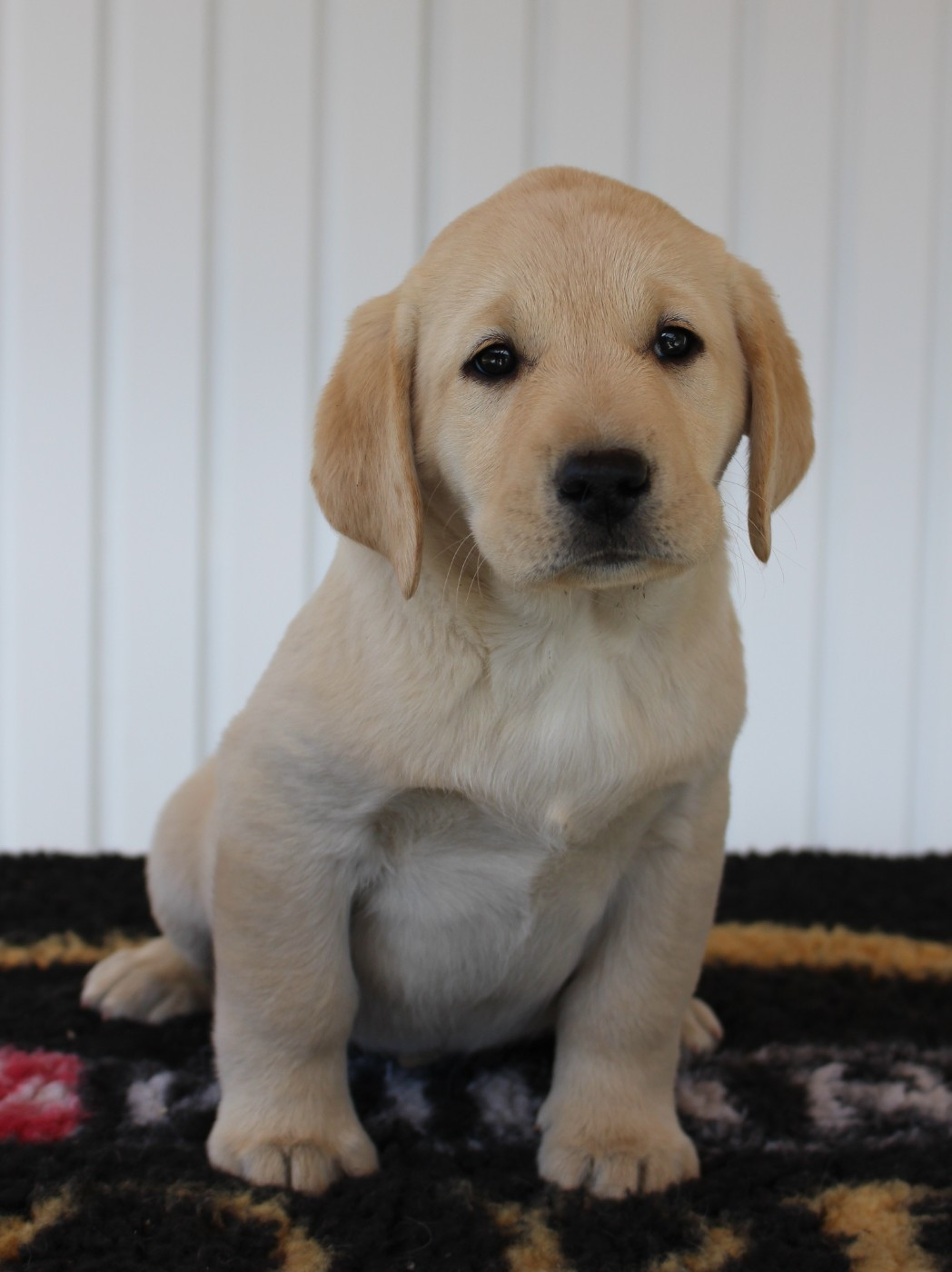 MDG Labs - Chiots disponibles - Labrador Retriever