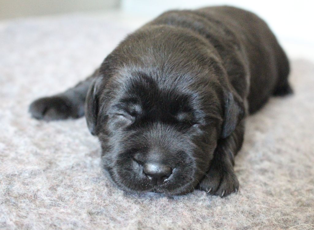 MDG Labs - Chiots disponibles - Labrador Retriever