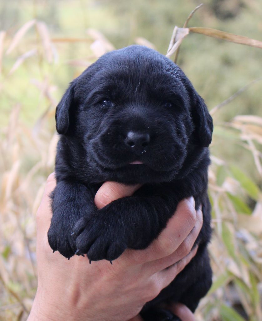 MDG Labs - Chiots disponibles - Labrador Retriever