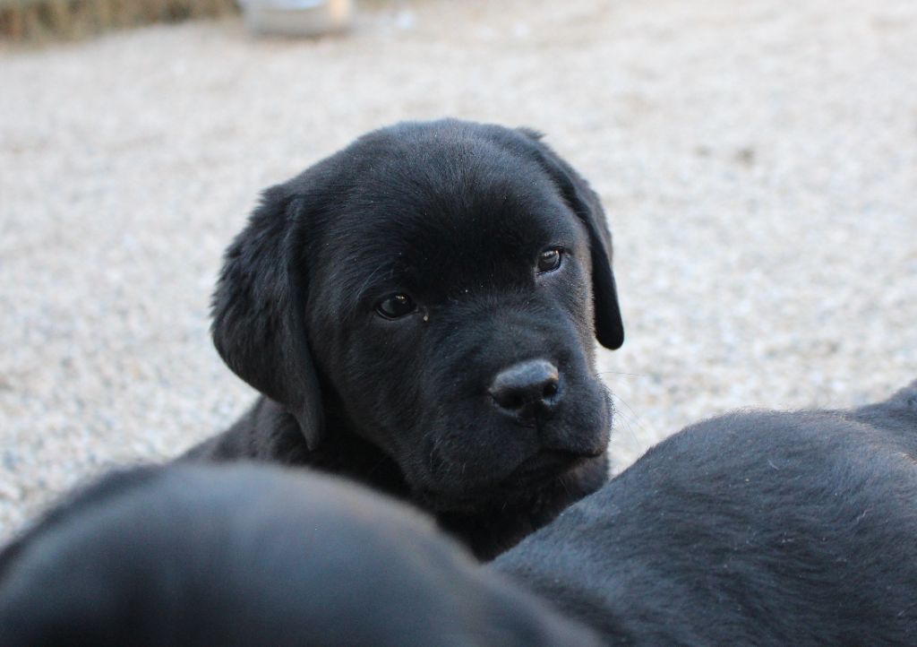 MDG Labs - Chiots disponibles - Labrador Retriever