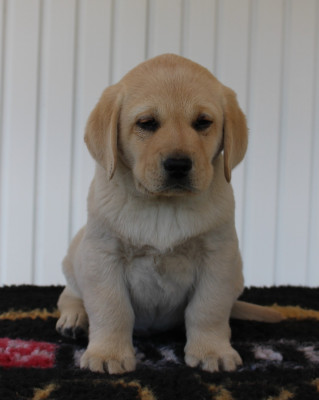 CHIOT 10