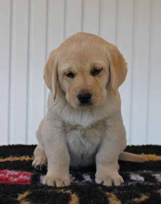 CHIOT 6