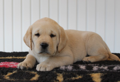 CHIOT 8