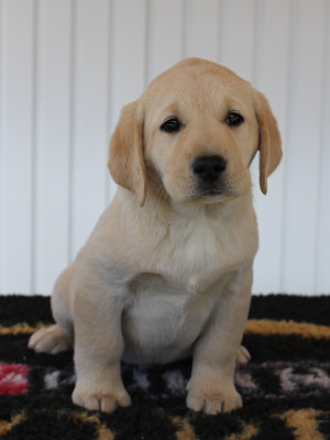 CHIOT 9