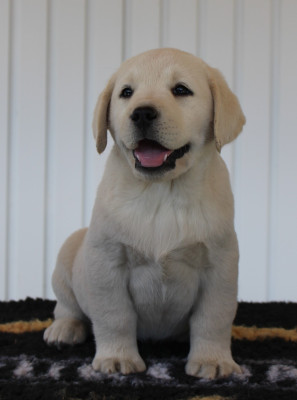 CHIOT 1