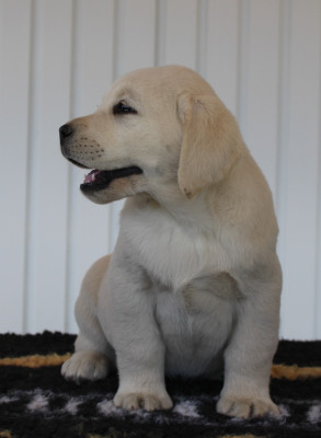CHIOT 2