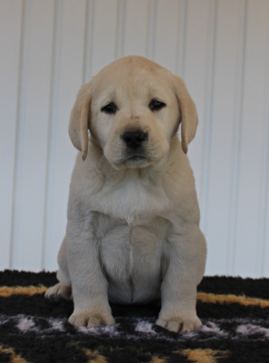 CHIOT 3