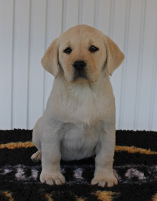 CHIOT 4