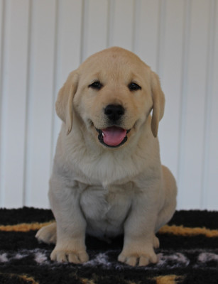 CHIOT 7