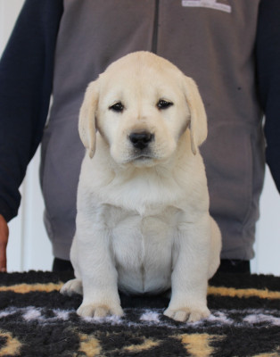 CHIOT 5