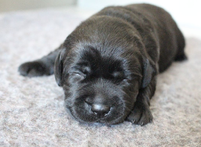 CHIOT