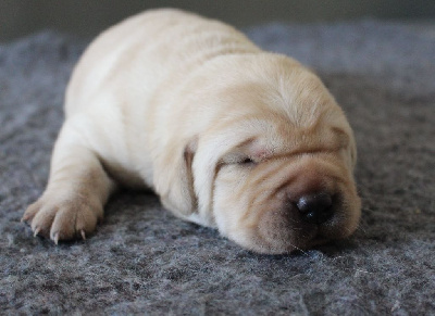 CHIOT