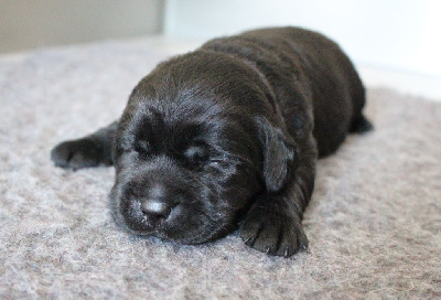 CHIOT