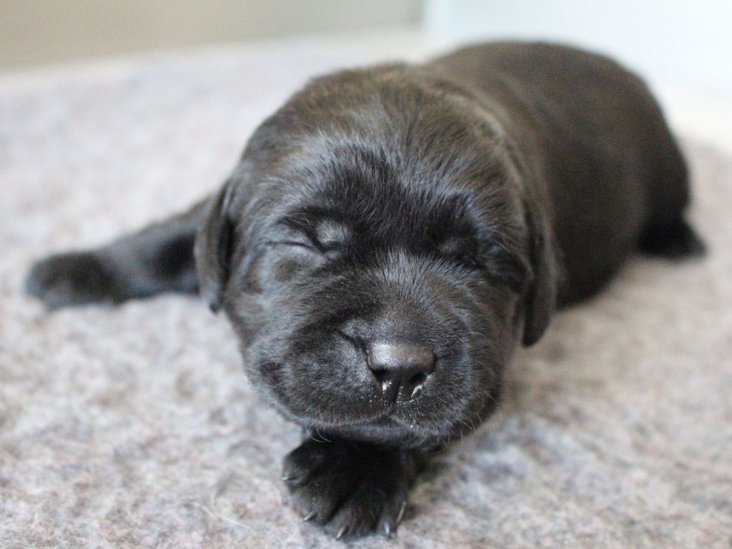 MDG Labs - Chiots disponibles - Labrador Retriever