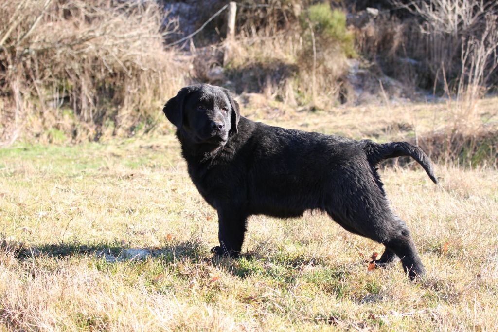 MDG Labs - Chiots disponibles - Labrador Retriever